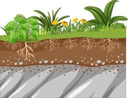 éducation scientifique de la plante et de sa racine vecteur