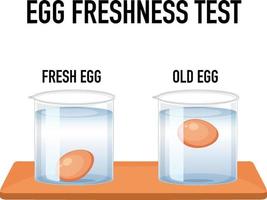 expérience scientifique avec des œufs de test pour la fraîcheur vecteur