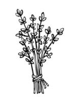 bouquet dessiné à la main de branches de thym isolé sur fond blanc. vecteur