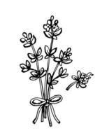bouquet dessiné à la main de branches de thym isolé sur fond blanc. vecteur