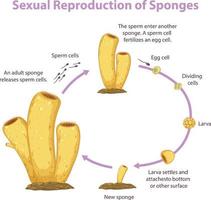 schéma montrant la reproduction chez les éponges vecteur