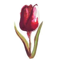 illustration de fleur de tulipe rouge en fleurs vecteur