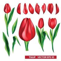 ensemble de pièces de tulipes rouges avec feuille, pour l'illustration vectorielle de décoration de bannière de festival sur blanc vecteur
