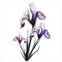 fleur d'iris bleu en fleurs avec des feuilles illustration aquarelle botanique vecteur