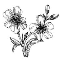 fleur de mehndi pour le henné. fleur botanique florale. main de vecteur dessin fleur sauvage