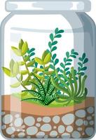 jolis terrariums en verre avec plantes grasses sur fond blanc vecteur