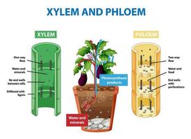 diagramme montrant le xylème et le phloème dans la plante vecteur