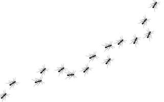 fourmis en marche à la recherche de nourriture vecteur