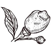 gravure citron sur branche avec feuilles. citron entier ou citron vert dessiné à la main poussant sur une brindille. vecteur
