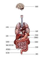organes humains, cerveau poumons foie estomac rein côlon, illustration vectorielle dessinée à la main.