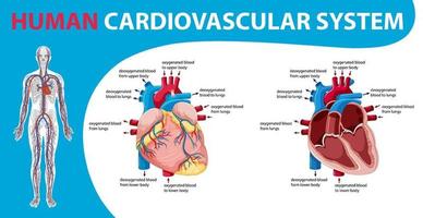 organe interne humain avec coeur vecteur