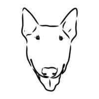 croquis de vecteur de bull-terrier