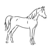 croquis de vecteur de cheval arabe