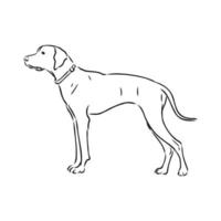 croquis de vecteur de chien pointeur