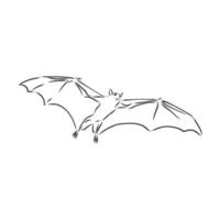 croquis de vecteur de chauve-souris