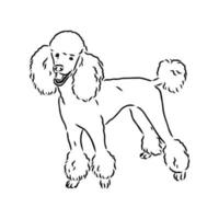 croquis de vecteur de chien caniche