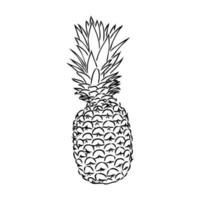 croquis de vecteur d'ananas