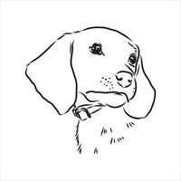 croquis de vecteur de chien beagle