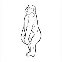 croquis de vecteur de chimpanzé