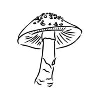 croquis de vecteur d'agaric de mouche