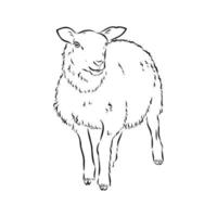 croquis de vecteur de moutons