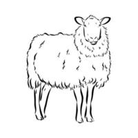 croquis de vecteur de moutons