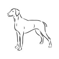 croquis de vecteur de chien pointeur