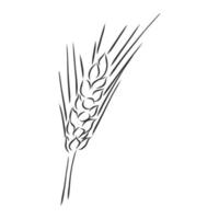croquis de vecteur de blé