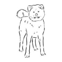 croquis de vecteur de chien akita inu