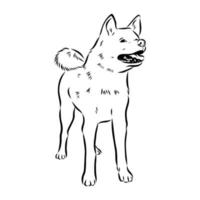 croquis de vecteur de chien akita inu