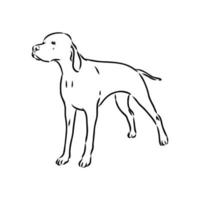 croquis de vecteur de chien pointeur