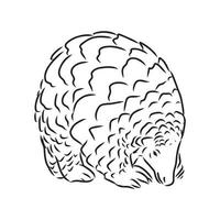 croquis de vecteur de pangolin