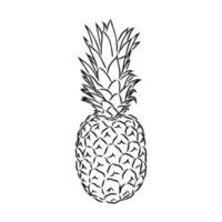 croquis de vecteur d'ananas