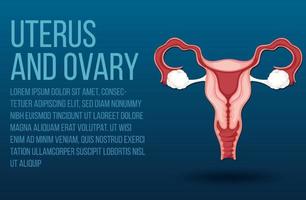 organe interne humain avec utérus vecteur