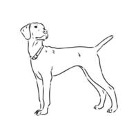 croquis de vecteur de chien pointeur