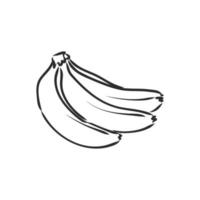 croquis de vecteur de banane