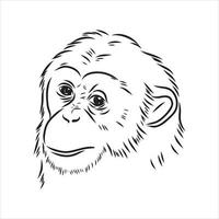 croquis de vecteur de chimpanzé