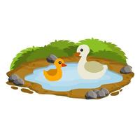 canards dans l'étang. le poulet nage dans le lac. animal sauvage et forestier. vecteur