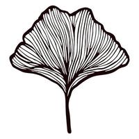 feuille de ginkgo biloba gravée sur fond blanc isolé. feuillage botanique gingko branche vintage dans un style dessiné à la main. vecteur