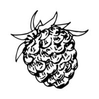 dessin vectoriel simple à main levée dans le style de gravure. baies sauvages, blackberry isolé sur fond blanc.