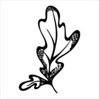 feuille de chêne dessinée à la main de vecteur. illustration d'automne isolée sur fond blanc. clipart botanique détaillé. vecteur