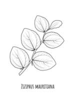 croquis de jujube ou ziziphus mauritiana, également connu sous le nom de jujube indien, bidara ou pomme chinoise. illustration vectorielle. vecteur