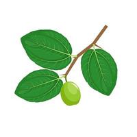 fruit de jujube ou ziziphus mauritiana, également connu sous le nom de jujube indien, bidara ou pomme chinoise. illustration vectorielle. vecteur
