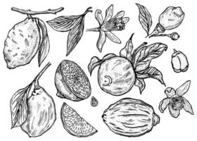 ensemble de citrons de gravure. collections citron entier, tranches, moitié, feuille, fleurs et croquis de graines. vecteur