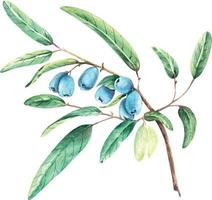 branche de plante aux baies bleues, illustration aquarelle. vecteur