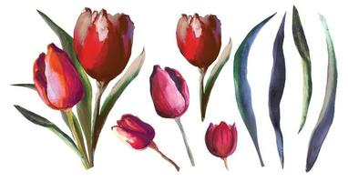 fleurs épanouies tulipes rouges ensemble illustration vectorielle vecteur