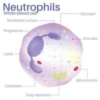 les neutrophiles sont des globules blancs.