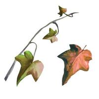 plante de lierre avec des feuilles mortes sur les branches tissant une illustration de plante d'automne vecteur