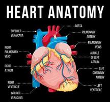 organe interne humain avec coeur vecteur