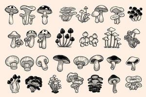 ensemble énorme collection bundle champignons aliments sains gravés à la main illustration de contour dessiné vecteur